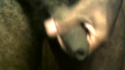 snkr1244 online show from 12.28.24