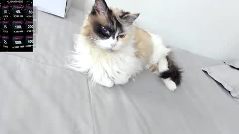 sophiebaker__ online show from 02.03.26