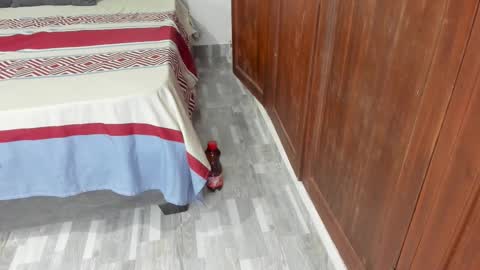 Snapshot of sophiia88 chatting on 02.19.26 Shopiia88 online show from 02.19.26