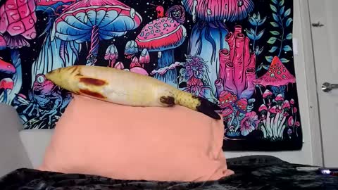 Snapshot of starvega1313 chatting on 01.30.25 Star Vega online show from 01.30.25