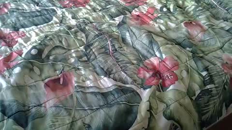 Rocco-load online show from 02.23.25