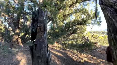 Stag online show from 10.06.25