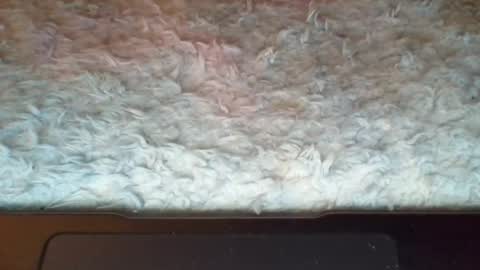 Suseee online show from 04.08.26