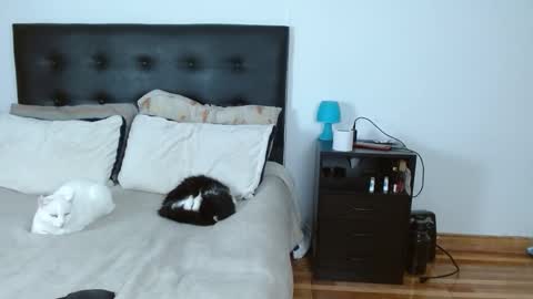 iris online show from 12.14.25