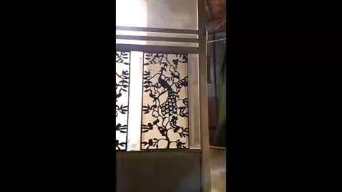 syevecrl online show from 02.11.26