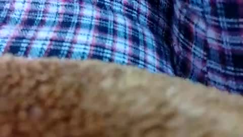 taniya_roy4628 online show from 02.12.26