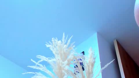 tayler_swift1 online show from 02.13.26