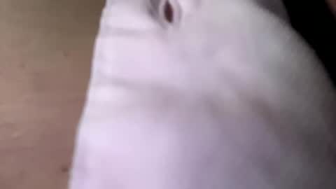 Snapshot of tommit84 chatting on 10.19.25 tommit84 online show from 10.19.25