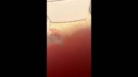 Slave bitch online show from 03.23.26