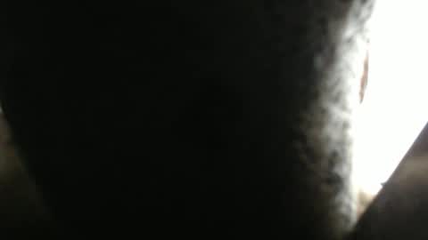 SHENIEL RODRIGUEZ online show from 02.17.26