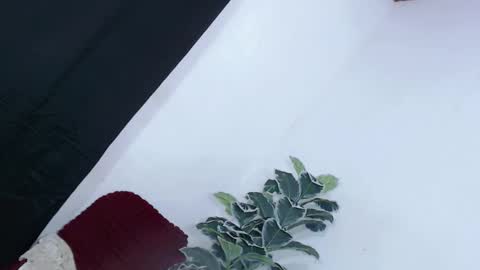 yams_kitty69 online show from 11.22.25