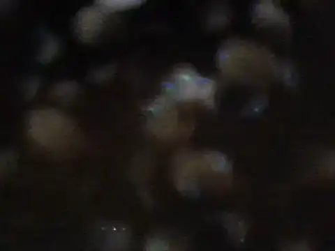 arabictsmariam online show from 02.11.25