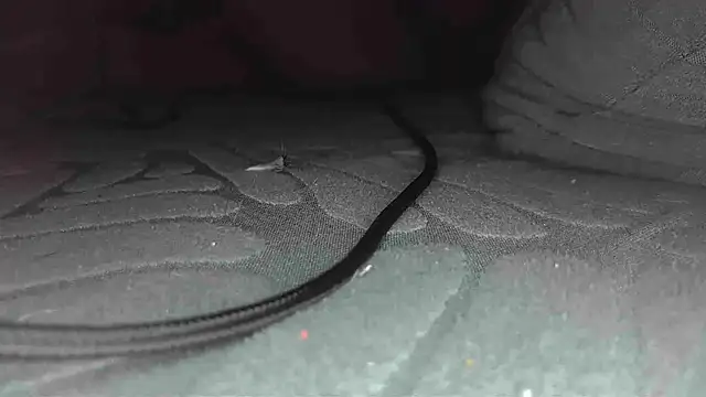 sclax38 online show from 01.01.25