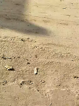 Monster Bigdick online show from 12.08.24