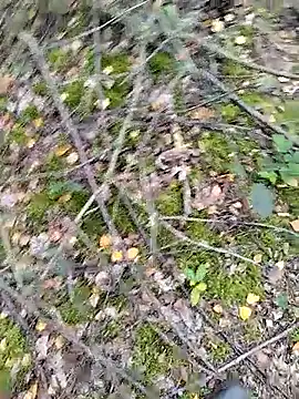 Snapshot of prcalek19 chatting on 10.14.25 prcalek19 online show from 10.14.25