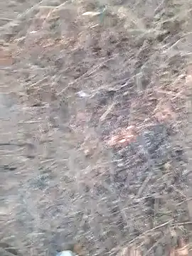 Ajith mvi online show from 04.06.26