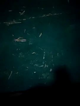 Snapshot of Rikipollav chatting on 12.14.25 Rikipollav online show from 12.14.25