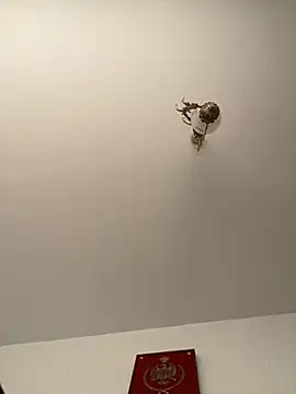 roohblak online show from 02.08.26