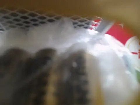 Lovensetest online show from 10.10.25