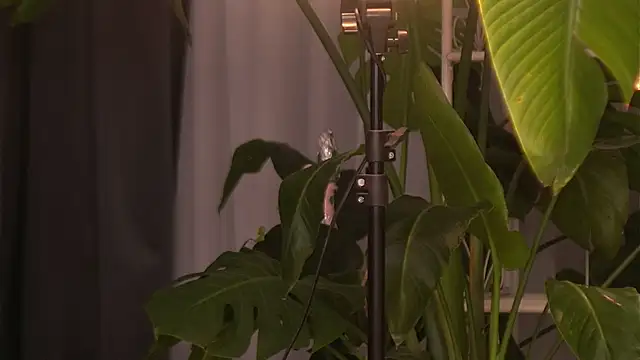 EmilyRaymont online show from 10.06.25