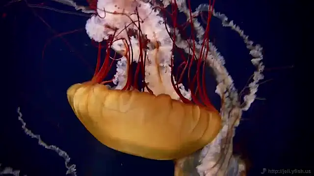 streamy test11 online show from 12.13.24