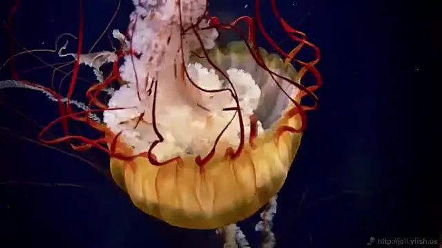 streamy test11 online show from 01.15.25