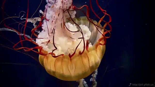 streamy test11 online show from 02.19.25