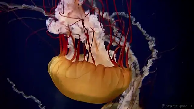 streamy test11 online show from 02.25.25