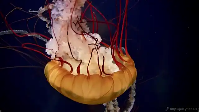 streamy test11 online show from 03.03.25