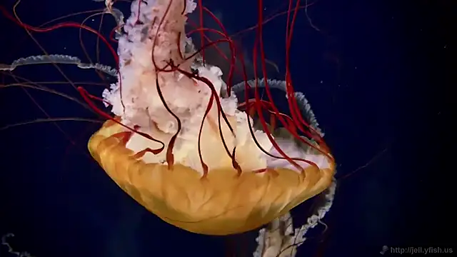 streamy test11 online show from 09.15.25