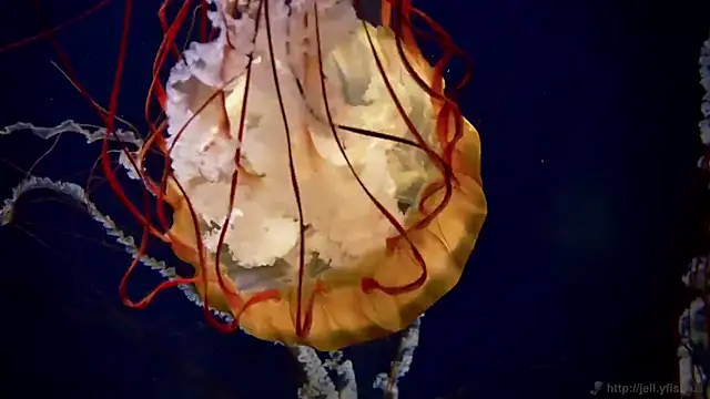 streamy test11 online show from 09.23.25