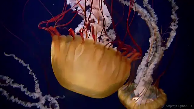 streamy test11 online show from 10.20.25