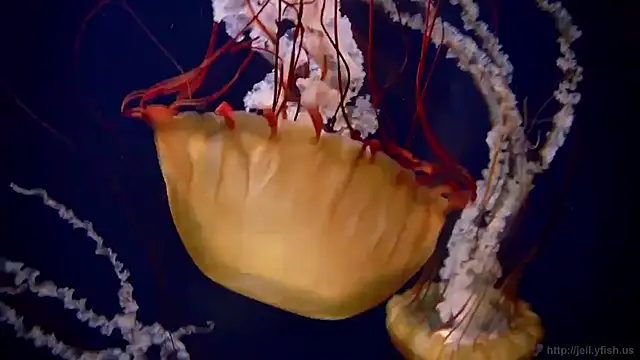 streamy test11 online show from 11.21.25