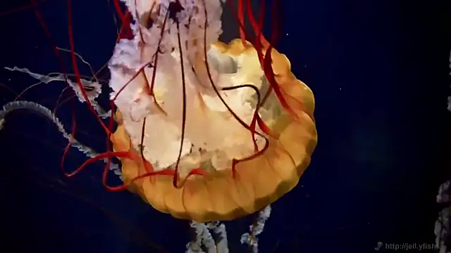 streamy test11 online show from 02.26.26