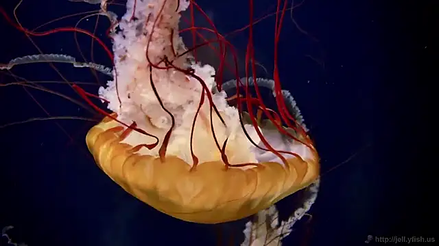 streamy test11 online show from 02.27.26