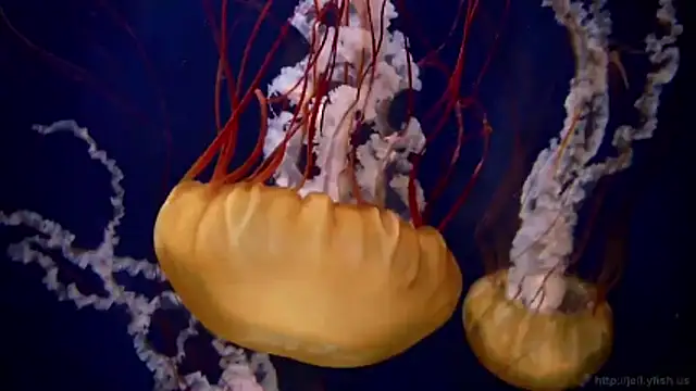 streamy test11 online show from 03.09.26