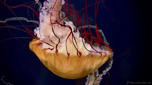 streamy test11 online show from 04.09.26