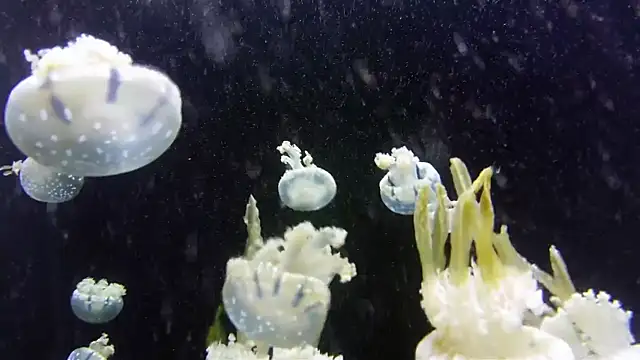 streamy test11 online show from 07.01.26