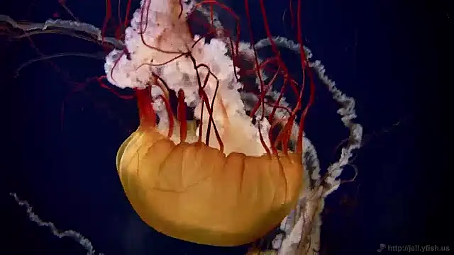 streamy test12 online show from 12.02.24