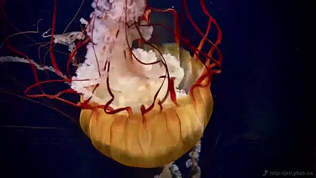 streamy test12 online show from 12.03.24