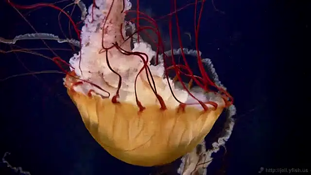 streamy test12 online show from 12.04.24