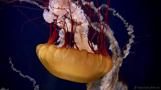 streamy test12 online show from 02.04.25