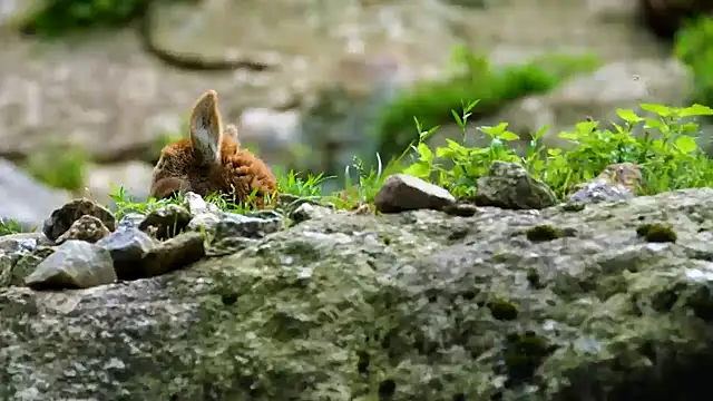 streamy test12 online show from 02.06.25