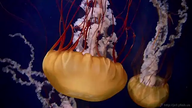 streamy test12 online show from 03.05.25