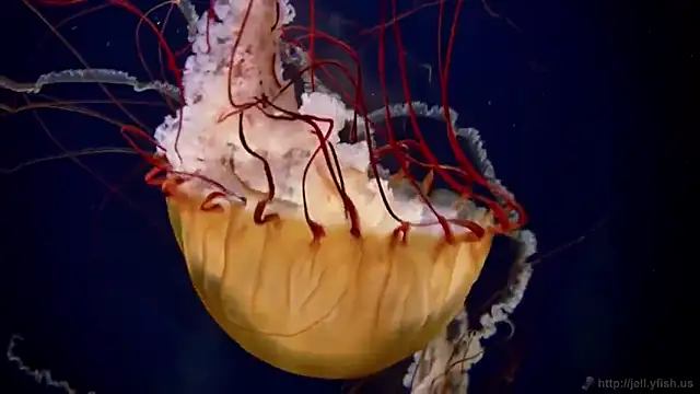 streamy test12 online show from 10.27.25