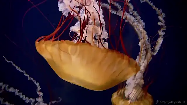 Snapshot of streamy_test15 chatting on 10.30.25 streamy test15 online show from 10.30.25