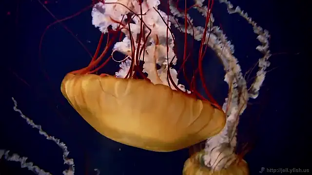 Snapshot of streamy_test15 chatting on 11.07.25 streamy test15 online show from 11.07.25