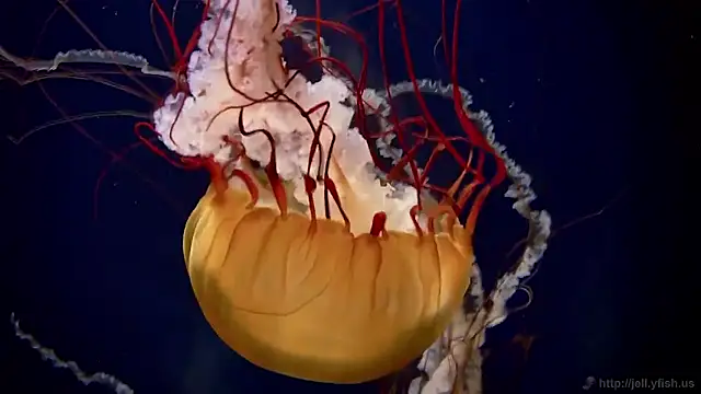 Snapshot of streamy_test15 chatting on 11.19.25 streamy test15 online show from 11.19.25