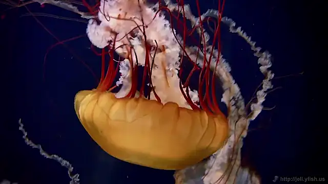 Snapshot of streamy_test15 chatting on 11.24.25 streamy test15 online show from 11.24.25