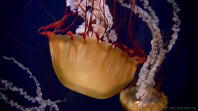 Snapshot of streamy_test15 chatting on 12.16.25 streamy test15 online show from 12.16.25